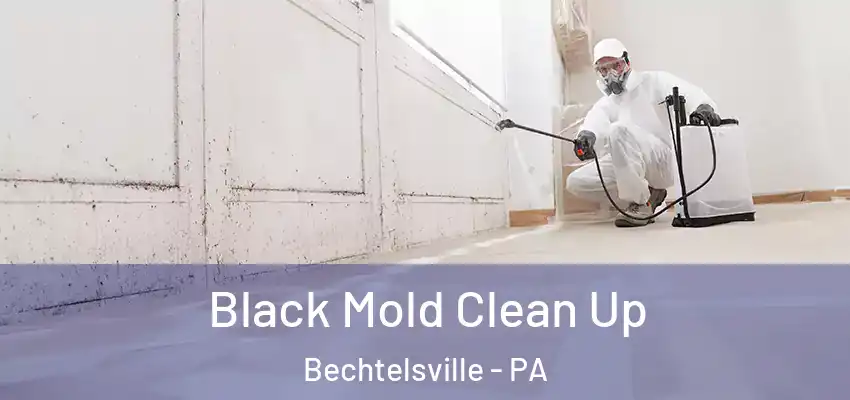  Black Mold Clean Up Bechtelsville - PA
