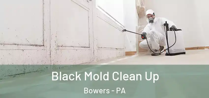  Black Mold Clean Up Bowers - PA