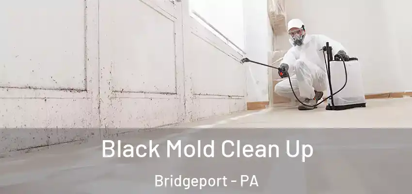  Black Mold Clean Up Bridgeport - PA