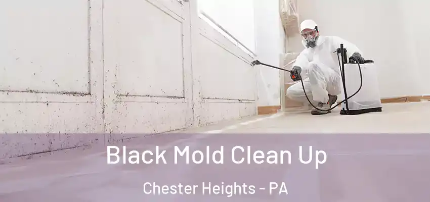 Black Mold Clean Up Chester Heights - PA
