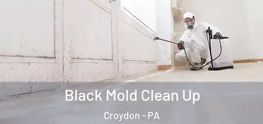  Black Mold Clean Up Croydon - PA