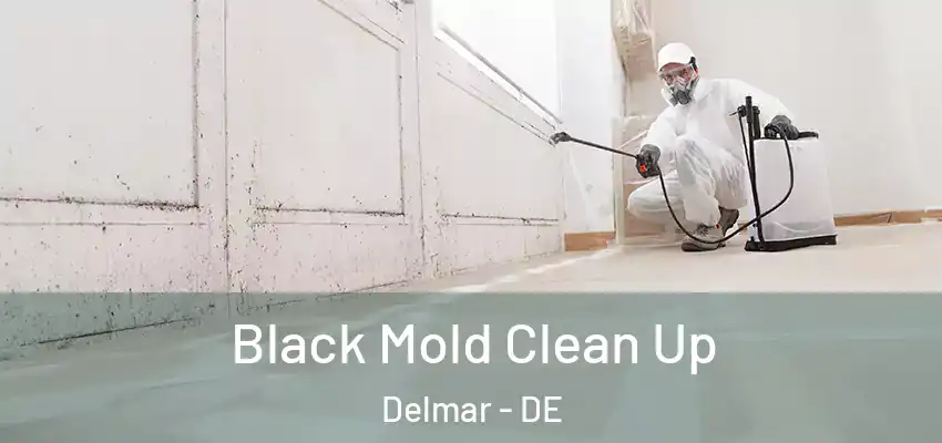  Black Mold Clean Up Delmar - DE