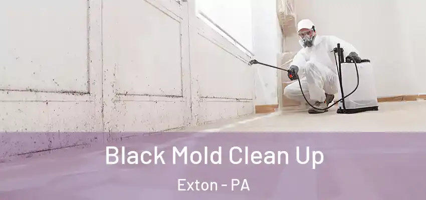 Black Mold Clean Up Exton - PA