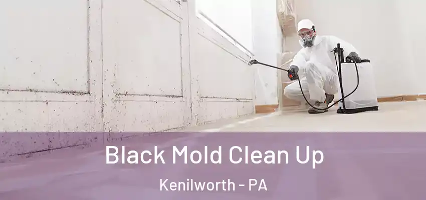  Black Mold Clean Up Kenilworth - PA