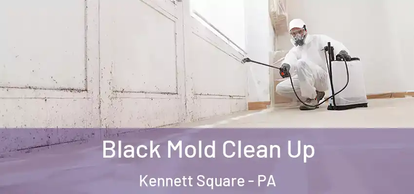 Black Mold Clean Up Kennett Square - PA