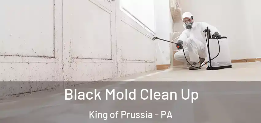 Black Mold Clean Up King of Prussia - PA