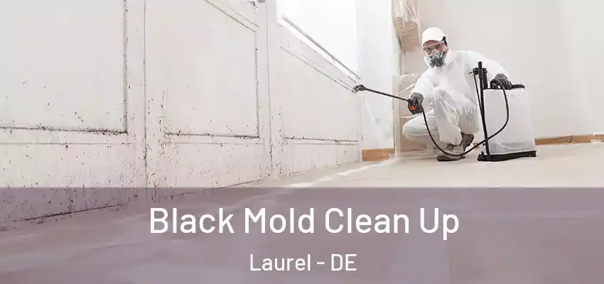 Black Mold Clean Up Laurel - DE