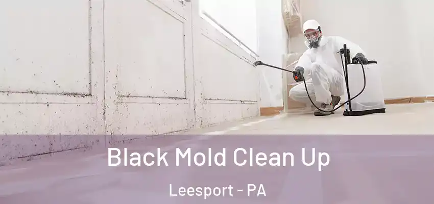  Black Mold Clean Up Leesport - PA