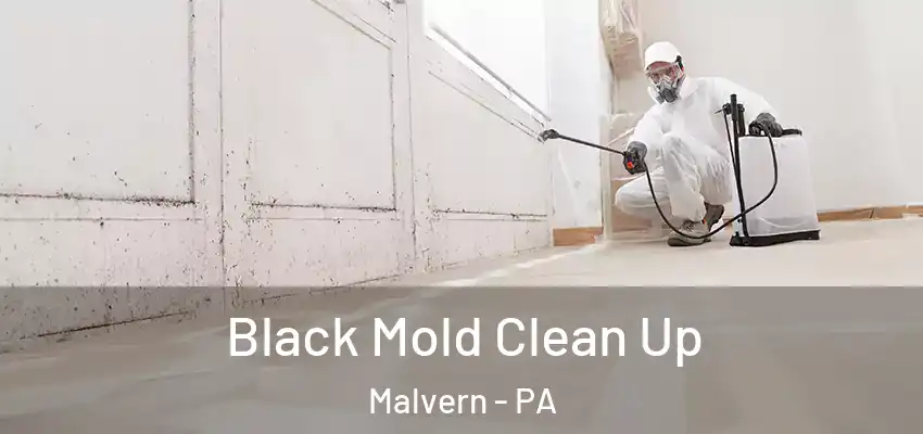Black Mold Clean Up Malvern - PA