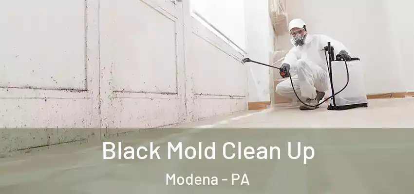 Black Mold Clean Up Modena - PA