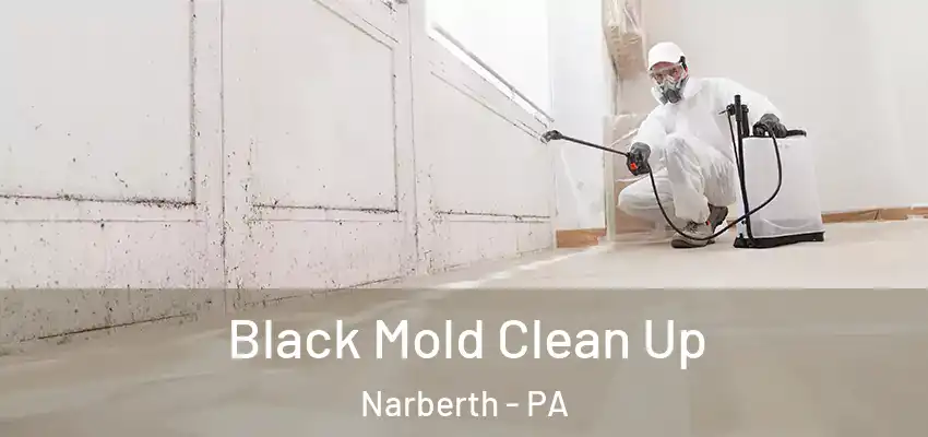  Black Mold Clean Up Narberth - PA