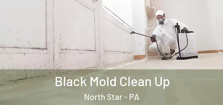  Black Mold Clean Up North Star - PA