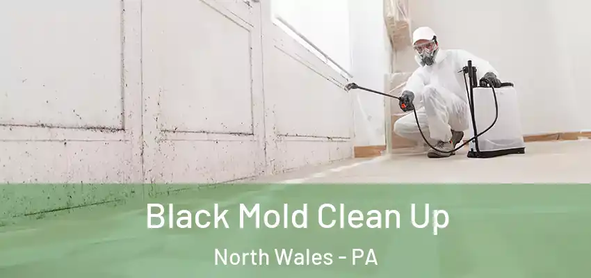 Black Mold Clean Up North Wales - PA