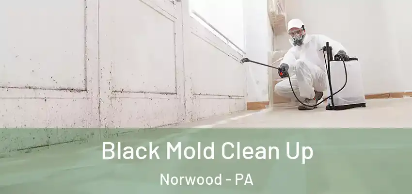  Black Mold Clean Up Norwood - PA