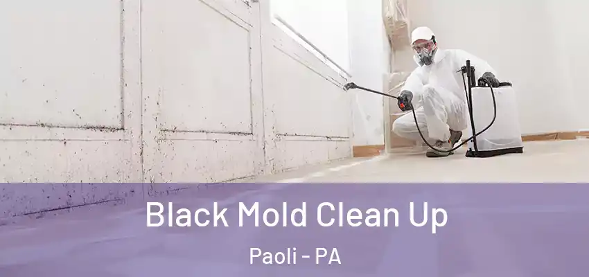  Black Mold Clean Up Paoli - PA