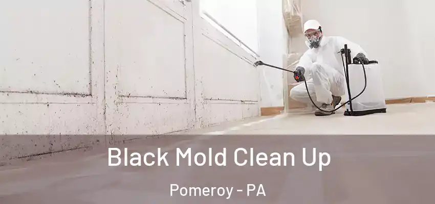 Black Mold Clean Up Pomeroy - PA