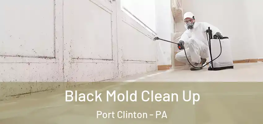 Black Mold Clean Up Port Clinton - PA