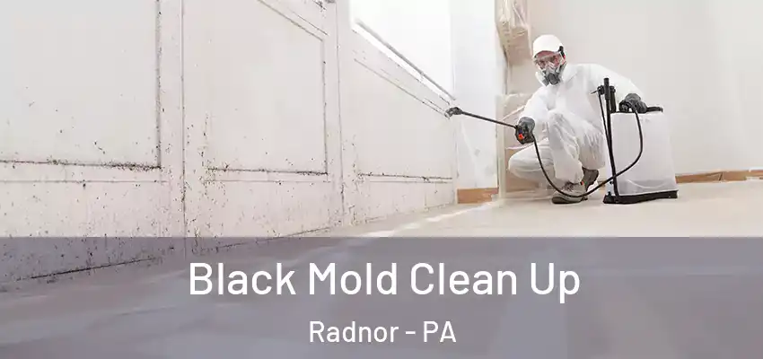 Black Mold Clean Up Radnor - PA