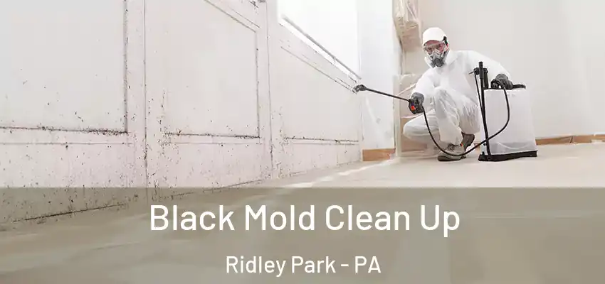  Black Mold Clean Up Ridley Park - PA
