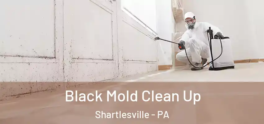 Black Mold Clean Up Shartlesville - PA