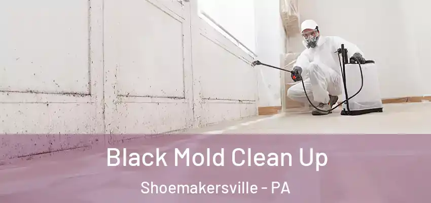 Black Mold Clean Up Shoemakersville - PA