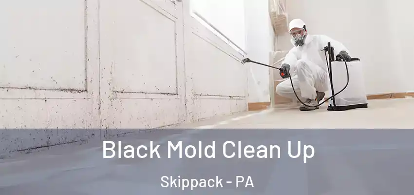 Black Mold Clean Up Skippack - PA