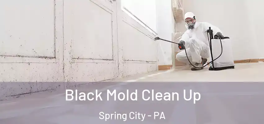 Black Mold Clean Up Spring City - PA