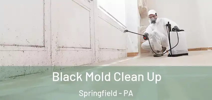 Black Mold Clean Up Springfield - PA