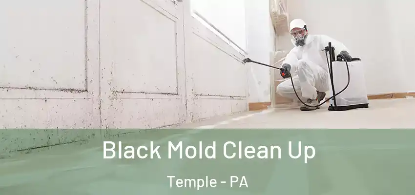  Black Mold Clean Up Temple - PA