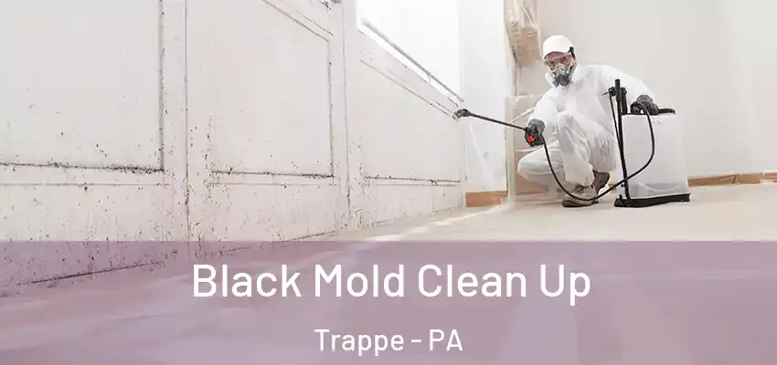 Black Mold Clean Up Trappe - PA