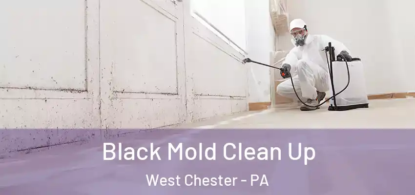Black Mold Clean Up West Chester - PA