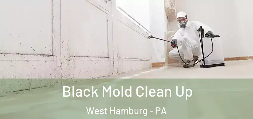 Black Mold Clean Up West Hamburg - PA