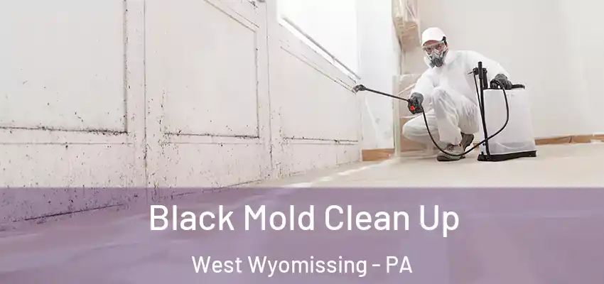 Black Mold Clean Up West Wyomissing - PA