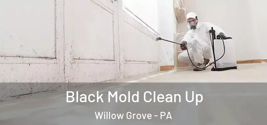  Black Mold Clean Up Willow Grove - PA