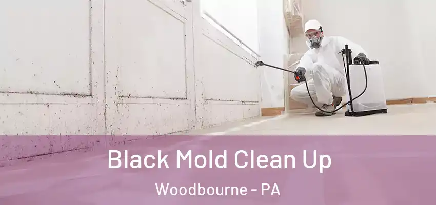  Black Mold Clean Up Woodbourne - PA