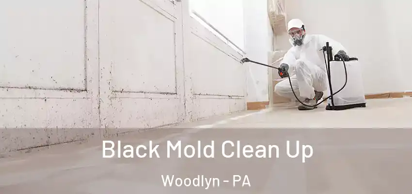 Black Mold Clean Up Woodlyn - PA