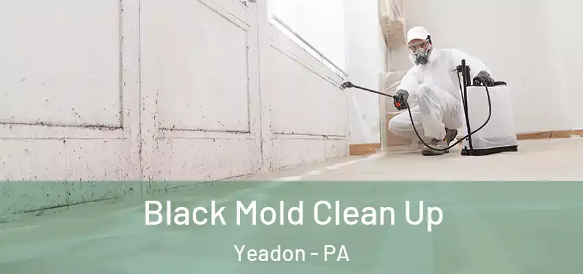 Black Mold Clean Up Yeadon - PA