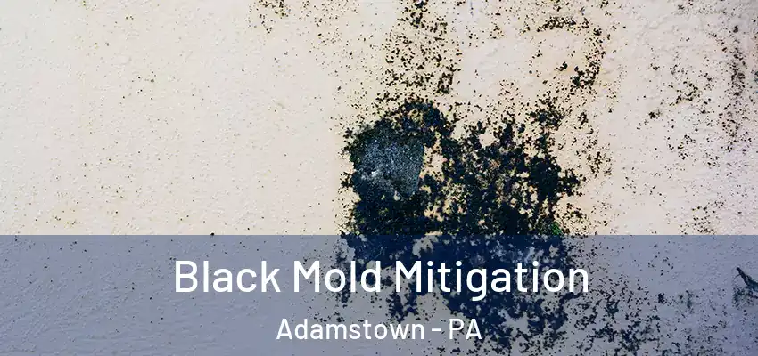 Black Mold Mitigation Adamstown - PA