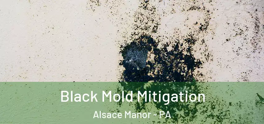 Black Mold Mitigation Alsace Manor - PA