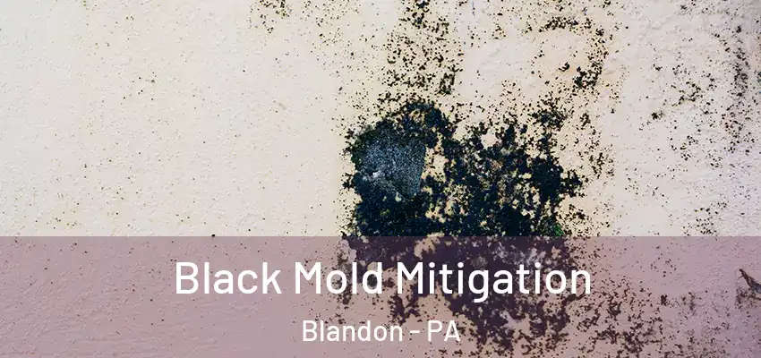 Black Mold Mitigation Blandon - PA