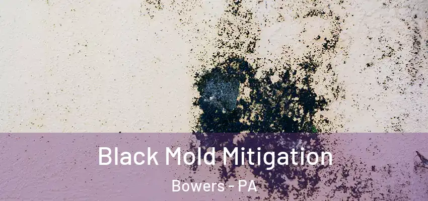 Black Mold Mitigation Bowers - PA