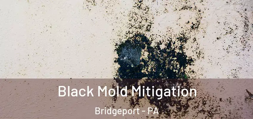 Black Mold Mitigation Bridgeport - PA