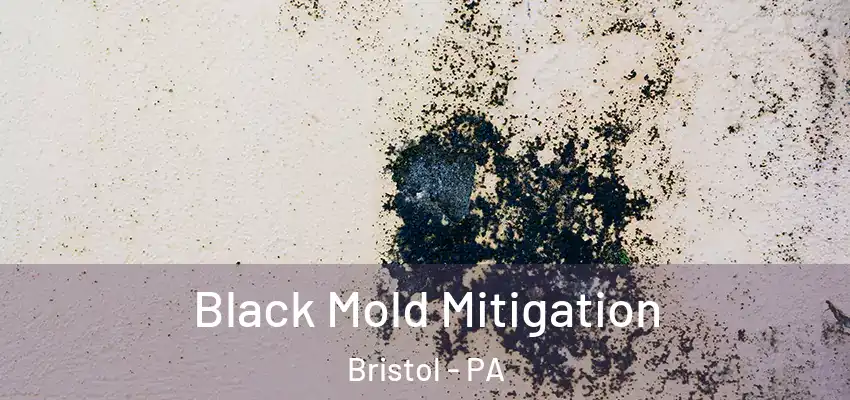  Black Mold Mitigation Bristol - PA