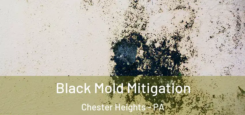  Black Mold Mitigation Chester Heights - PA