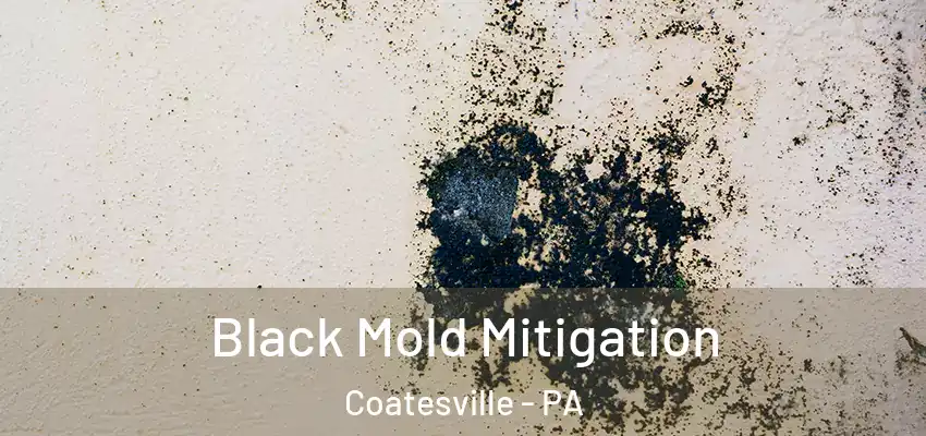 Black Mold Mitigation Coatesville - PA