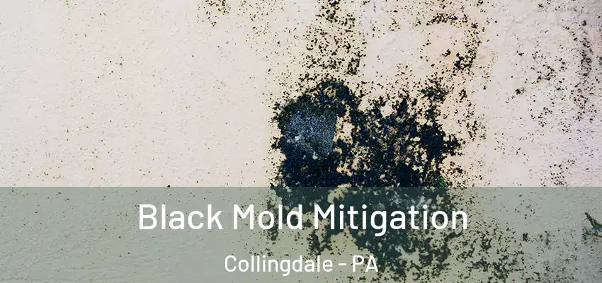 Black Mold Mitigation Collingdale - PA