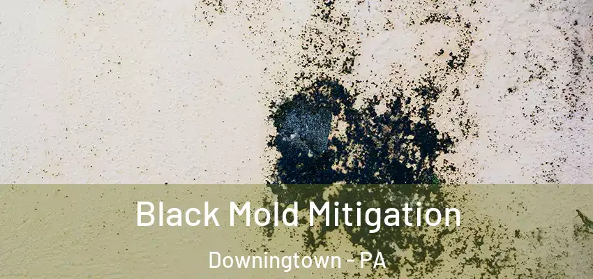 Black Mold Mitigation Downingtown - PA