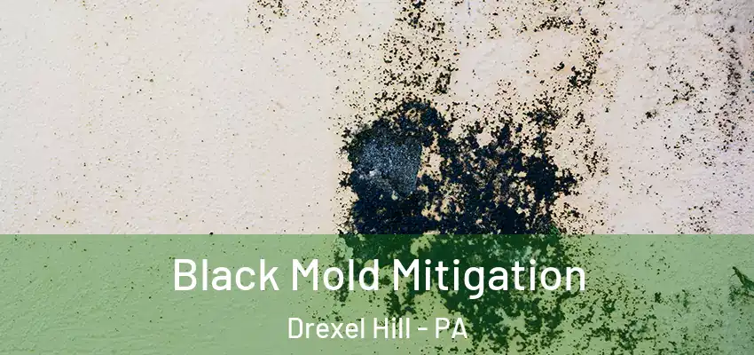 Black Mold Mitigation Drexel Hill - PA