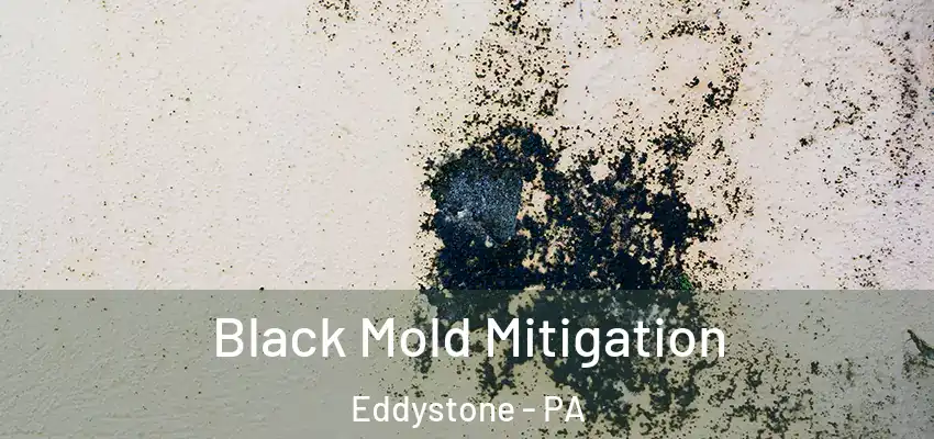Black Mold Mitigation Eddystone - PA