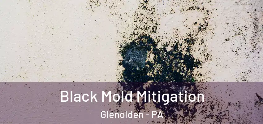  Black Mold Mitigation Glenolden - PA